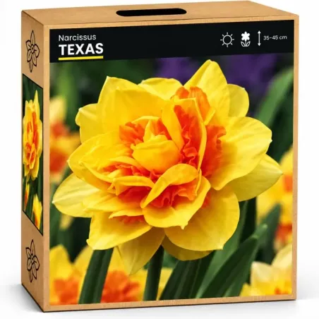 Narcis Texas
