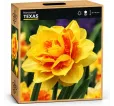 Narcis Texas Narcis Texas