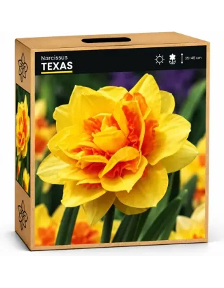 Narcis Texas