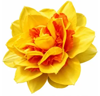 Narcis Texas
