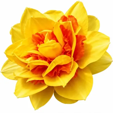 Narcis Texas