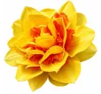 Narcis Texas Narcis Texas