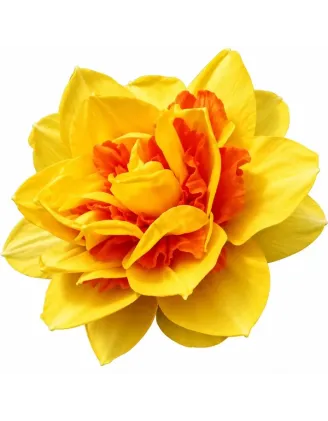 Narcis Texas