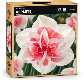 Narcis Replete