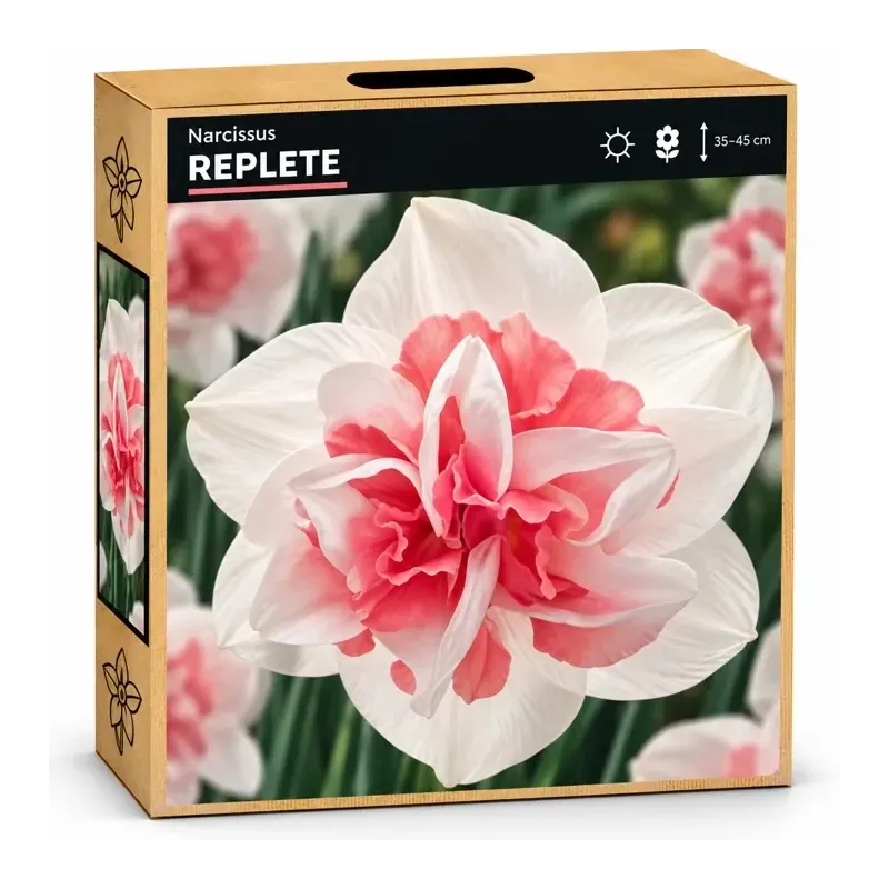 Narcis Replete