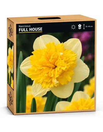 Narcis Full House