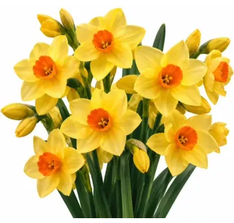 Narcis Scarlet Gem