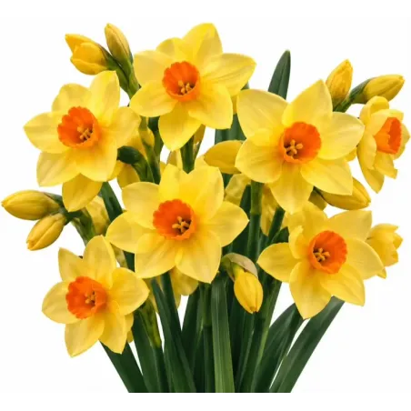 Narcis Scarlet Gem