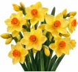 Narcis Scarlet Gem