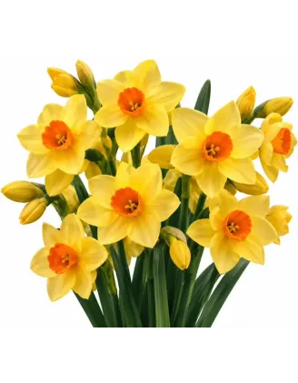 Narcis Scarlet Gem