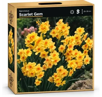 Narcis Scarlet Gem