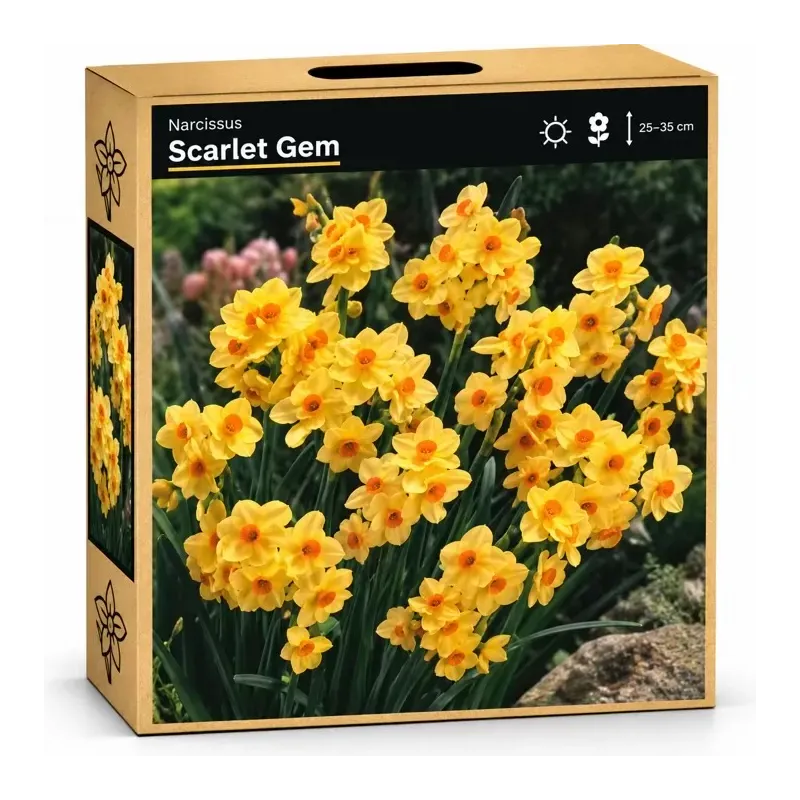 Narcis Scarlet Gem