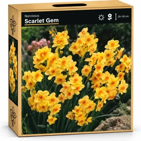 Narcis Scarlet Gem