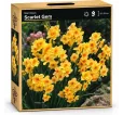 Narcis Scarlet Gem