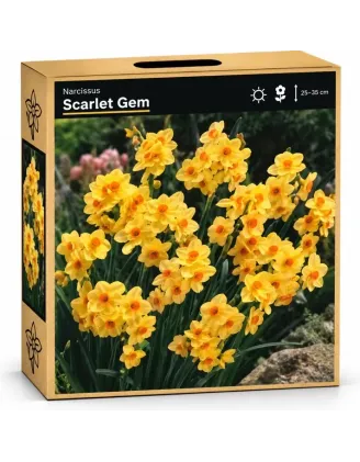 Narcis Scarlet Gem