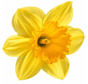 Narcis Carlton