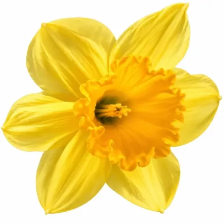 Narcis Carlton