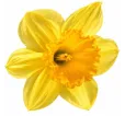 Narcis Carlton Narcis Carlton