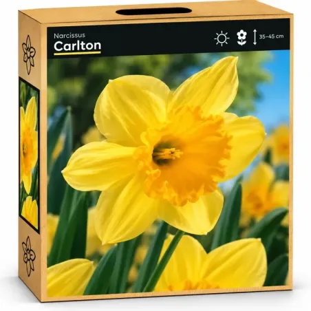 Narcis Carlton