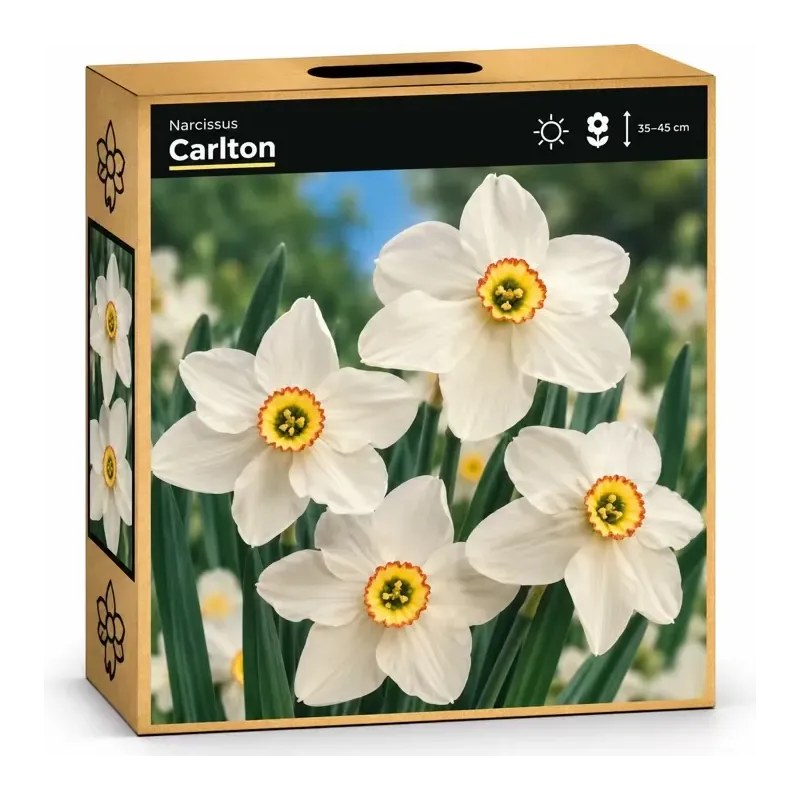 Narcis Recurvus Narcis Recurvus
