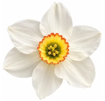 Narcis Recurvus