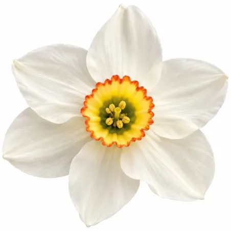 Narcis Recurvus