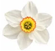 Narcis Recurvus Narcis Recurvus