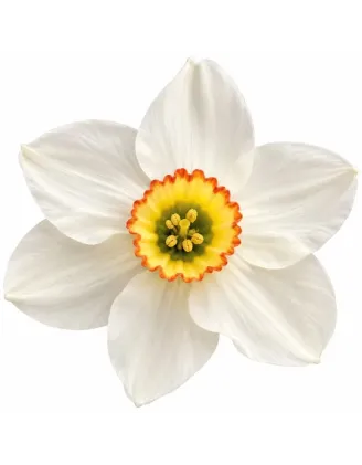 Narcis Recurvus