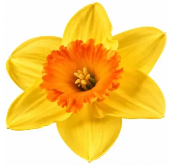 Narcis Juanita