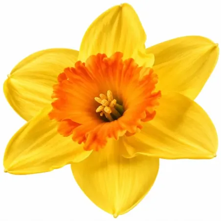 Narcis Juanita