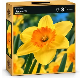 Narcis Juanita