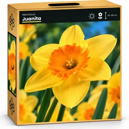 Narcis Juanita