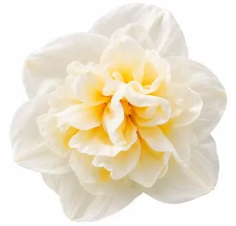 Narcis Bridal Crown