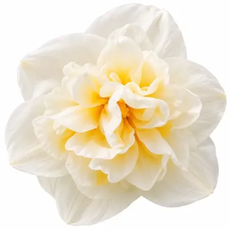Narcis Bridal Crown