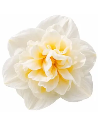 Narcis Bridal Crown