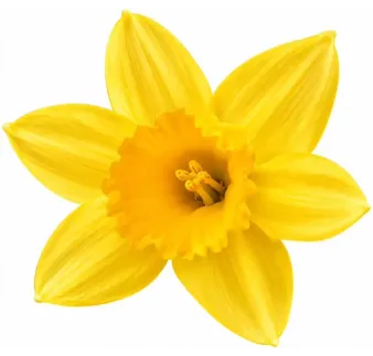 Narcis Yellow-Yellow