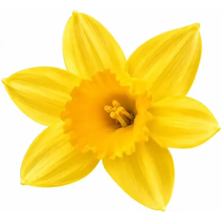 Narcis Yellow-Yellow