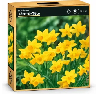 Narcis Yellow-Yellow