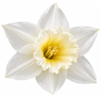 Narcis Tresamble