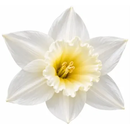 Narcis Tresamble