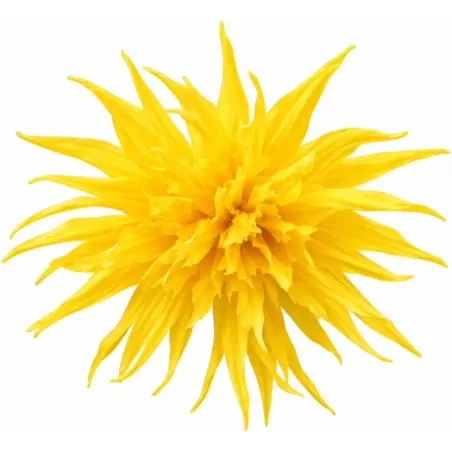 Narcis Rip van Winkle