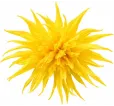 Narcis Rip van Winkle Narcis Rip van Winkle