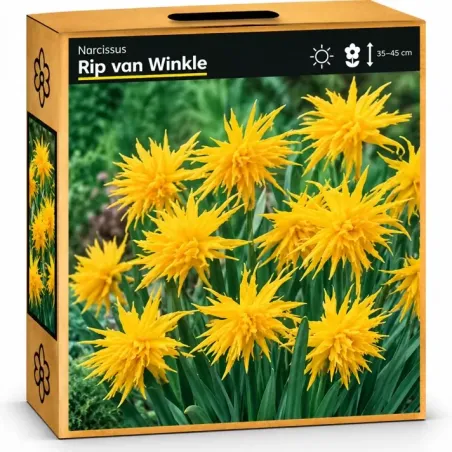 Narcis Rip van Winkle