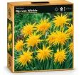 Narcis Rip van Winkle Narcis Rip van Winkle