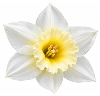 Narcis Pueblo
