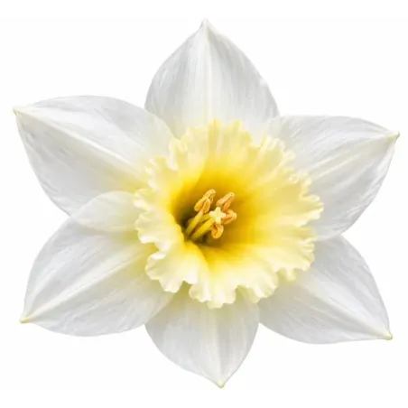 Narcis Pueblo