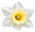 Narcis Pueblo Narcis Pueblo