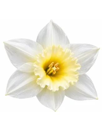 Narcis Pueblo