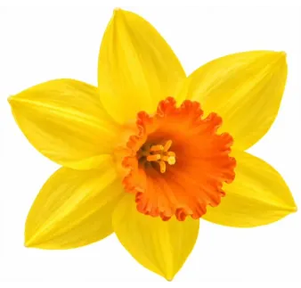 Narcis Jetfire