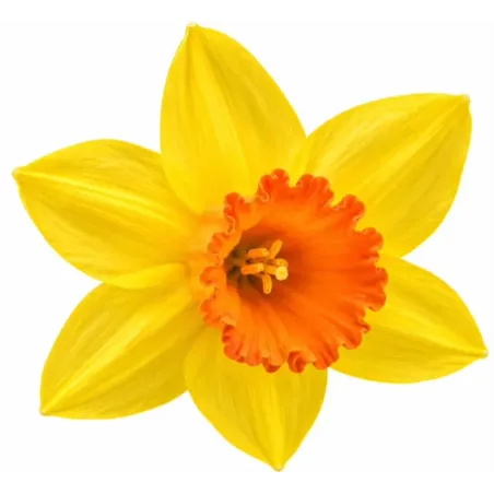 Narcis Jetfire